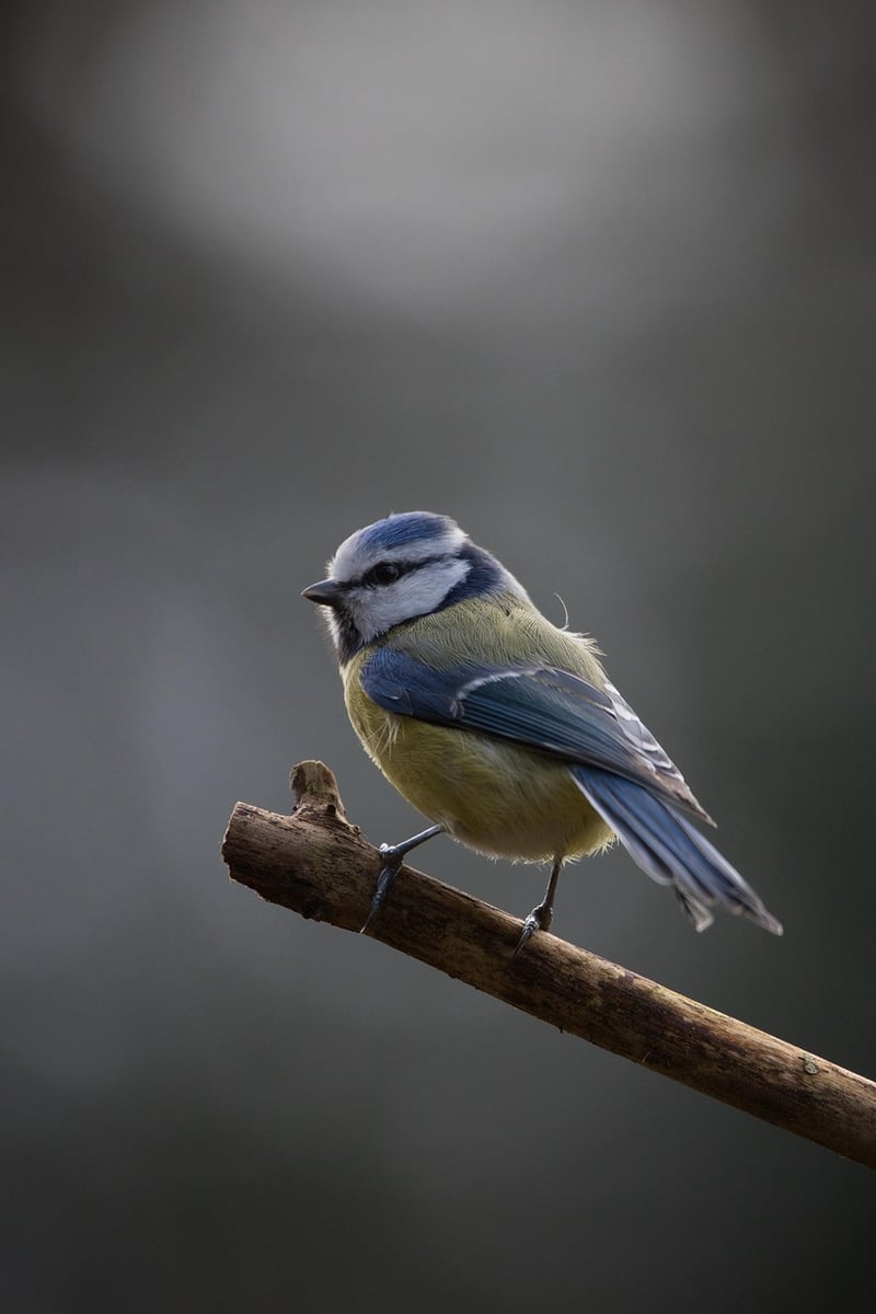 Plastic Bottle Bird Feeder